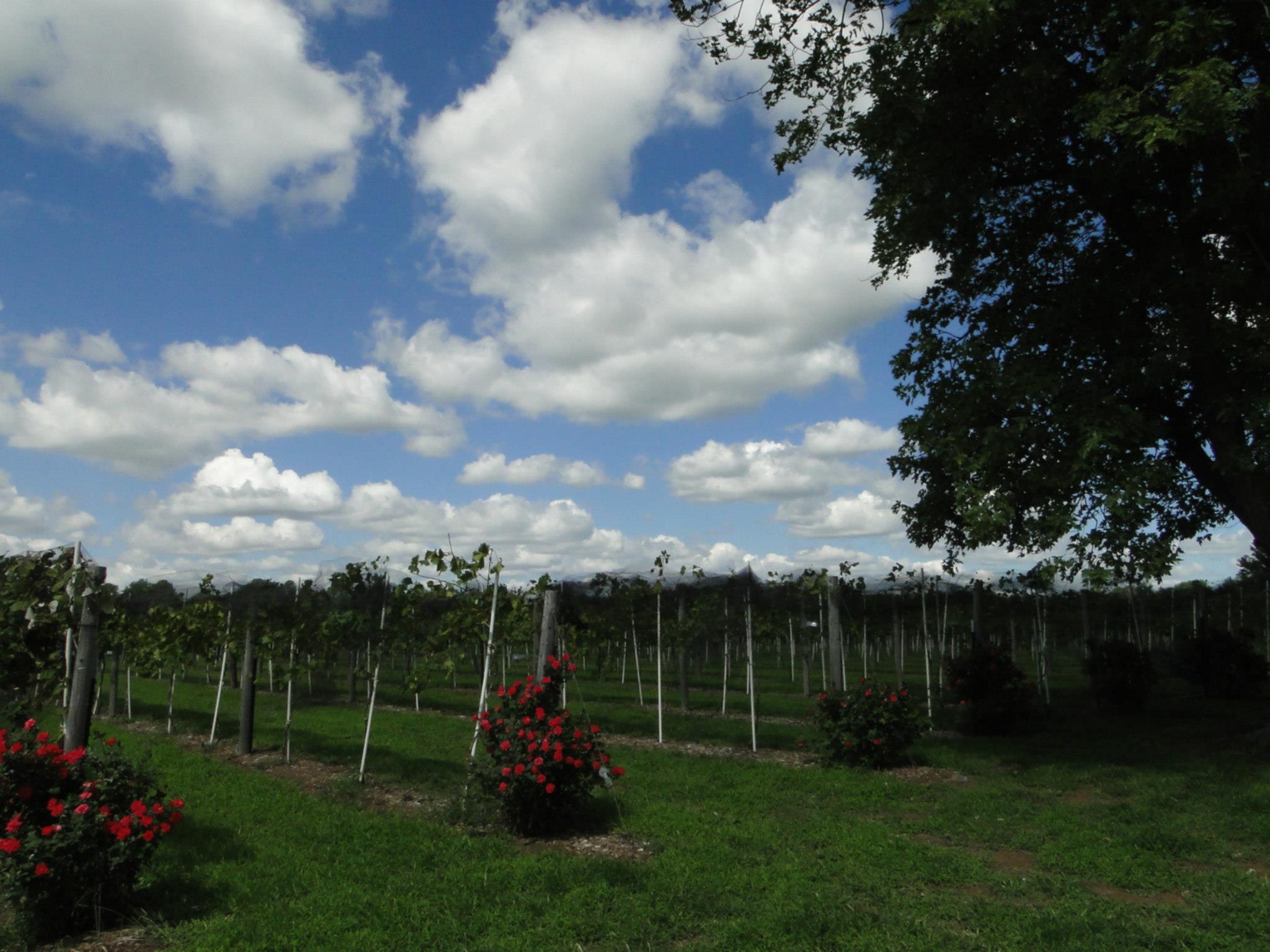 Homestead Vineyards Freedom Celebration