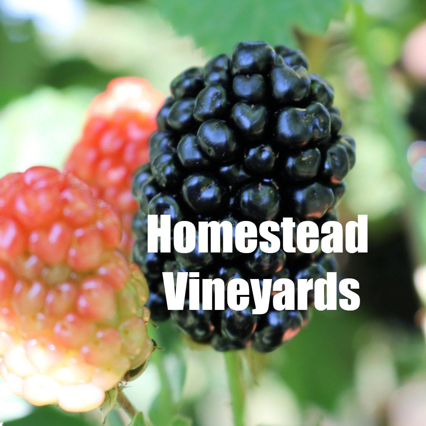 Homestead Vineyards Freedom Celebration