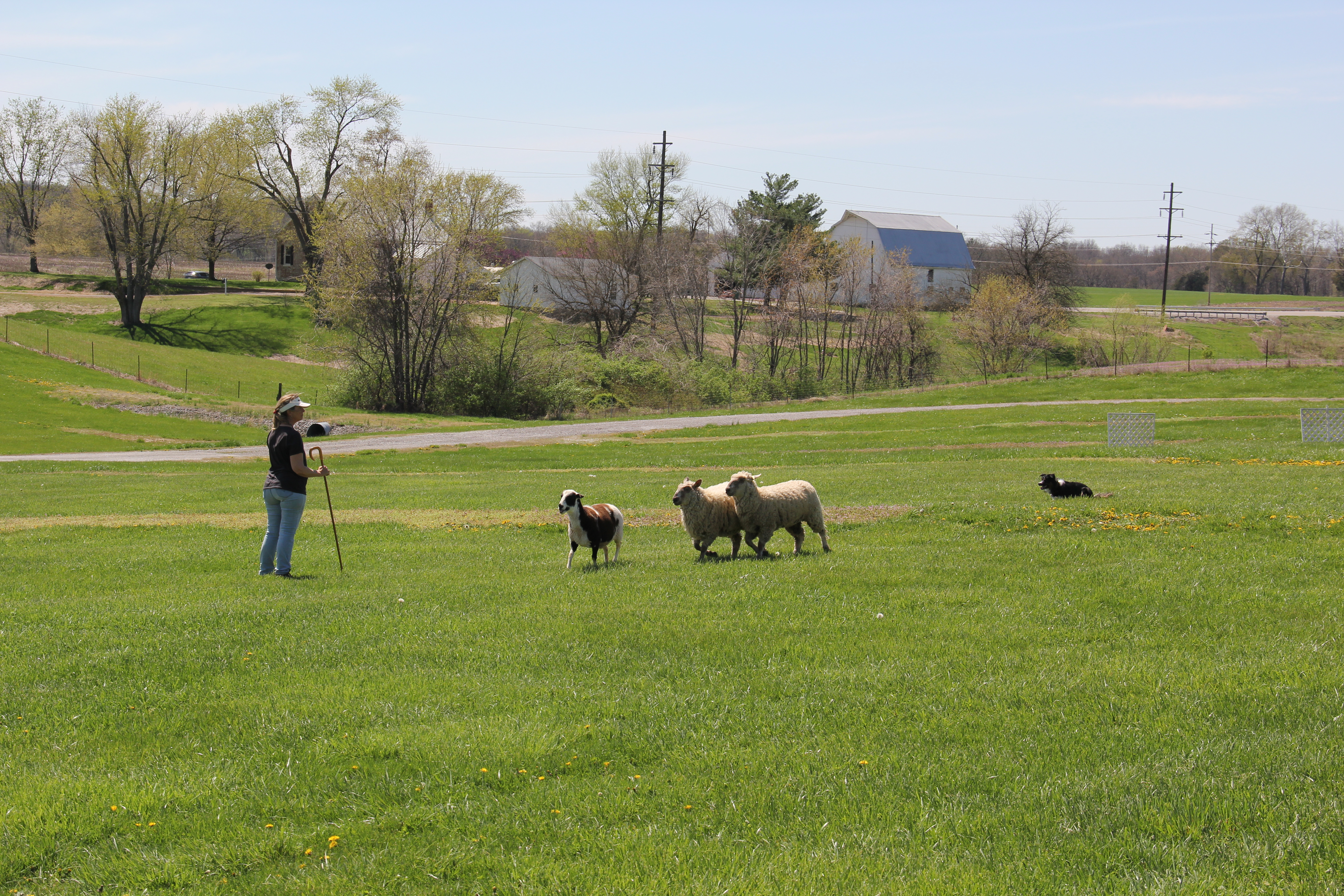 39th Annual Southern Illinois Sheep & Craft Festival