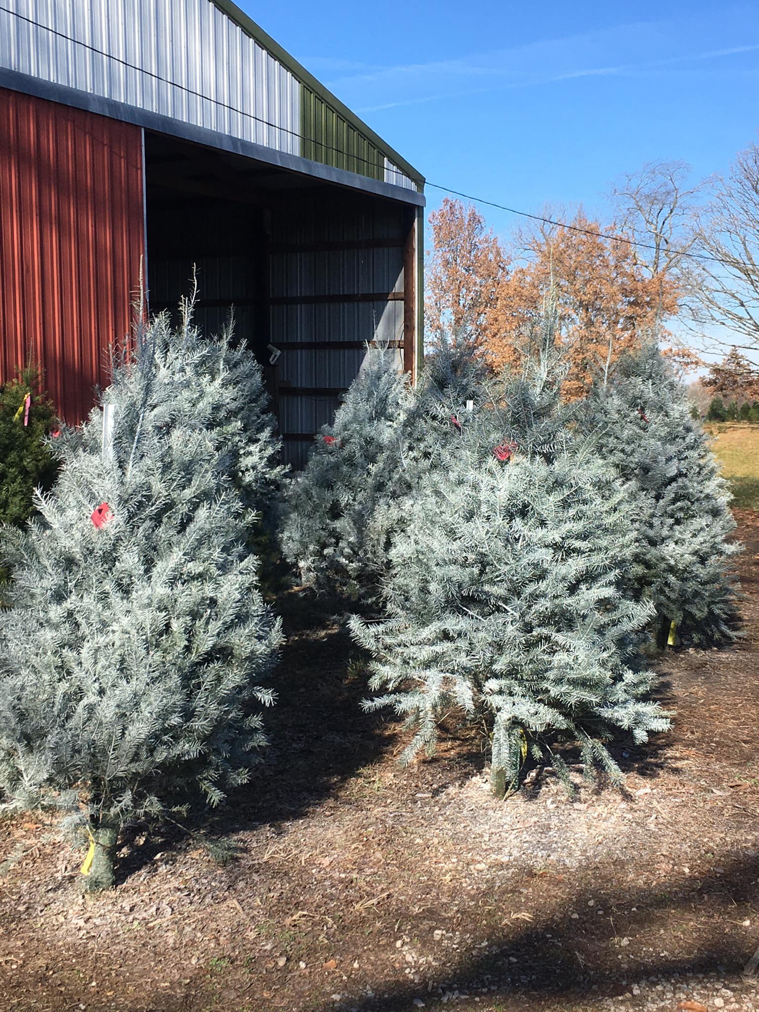 Alfeldt's Tree Farm & Nursery