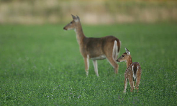 Kaskaskia River State Fish & Wildlife Area
