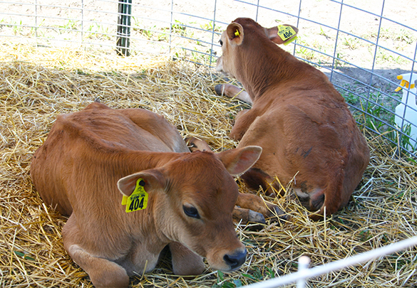 Marcoot Jersey Creamery