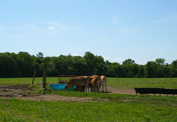 Marcoot Jersey Creamery