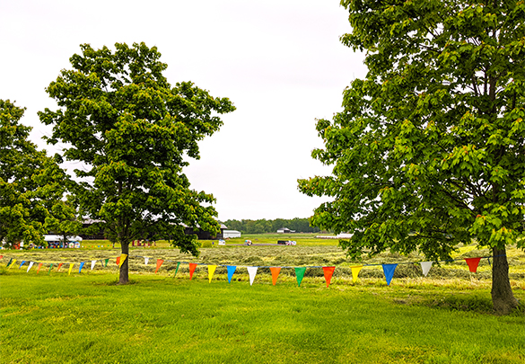 Organ Farms