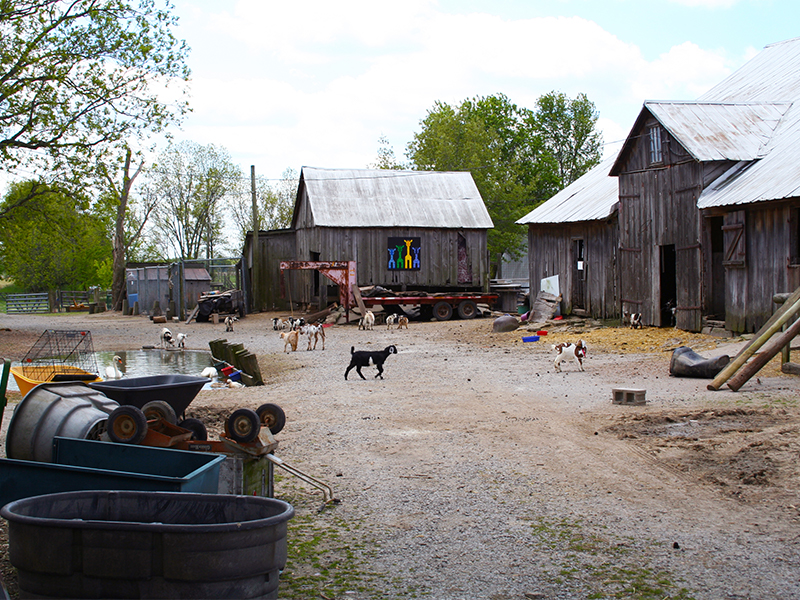 Rainbow Ranch Petting Zoo
