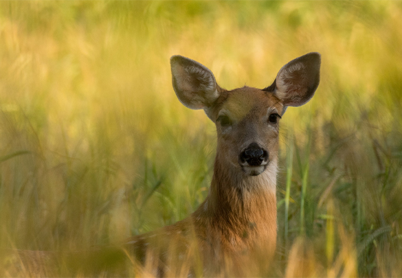 Southern Illinois Trophy Bowhunting