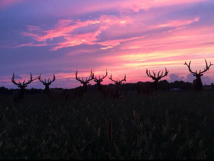 Krause Elk Farm