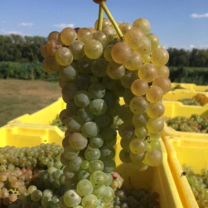 Lasata Winery L.L.C.
