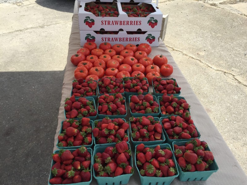 Lily Lane Farms
