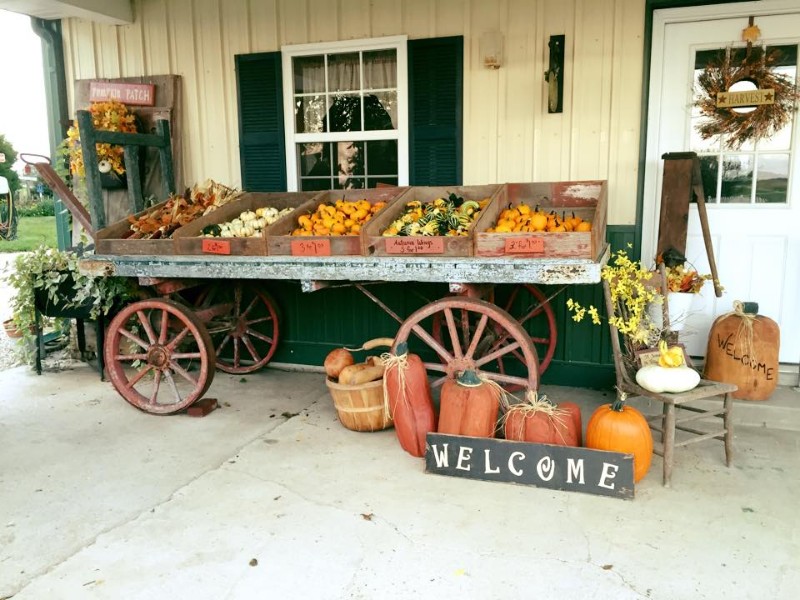 Pumpkin Blossom Hill