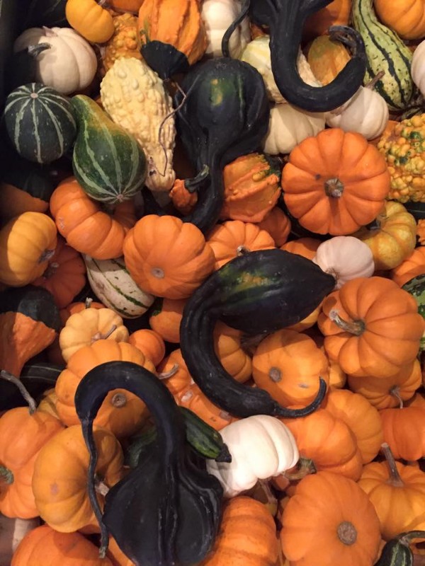 Shreve's Pumpkin Patch