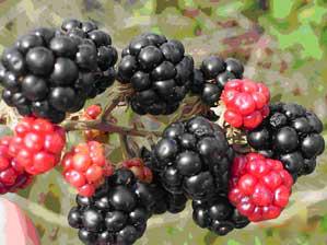 Sumpter Berry Farm