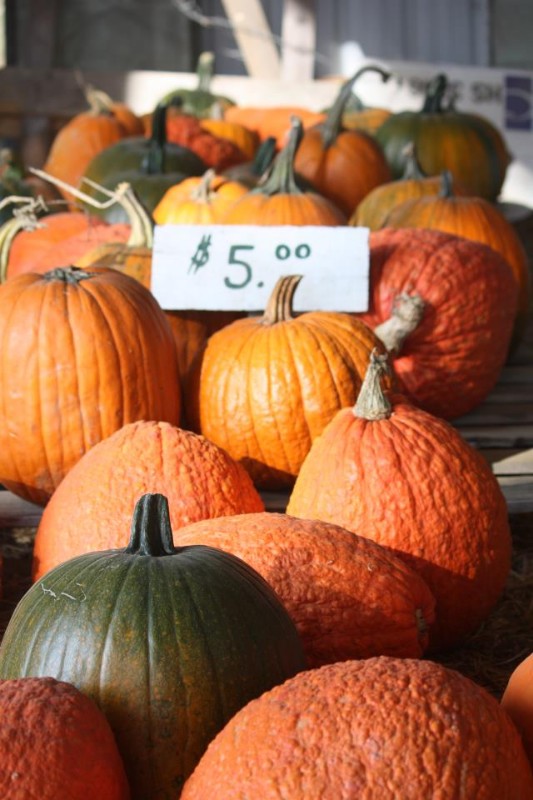 Dorney's Pumpkin Patch