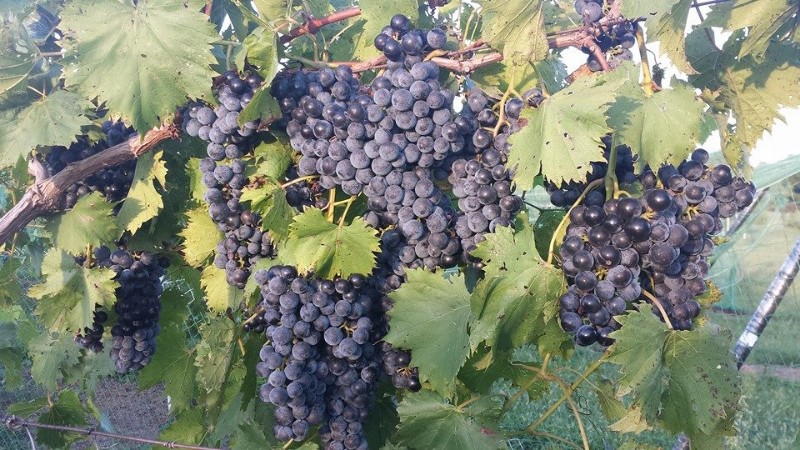 Fox Creek Vineyards