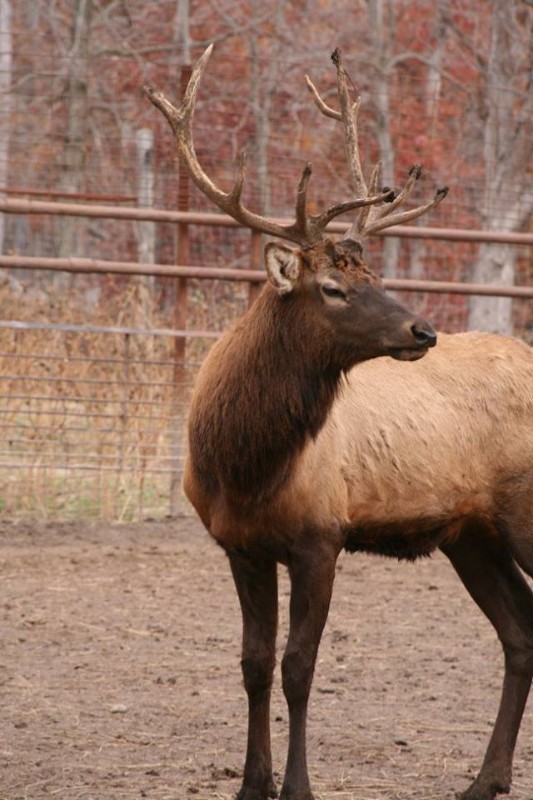 Buck Valley Wildlife