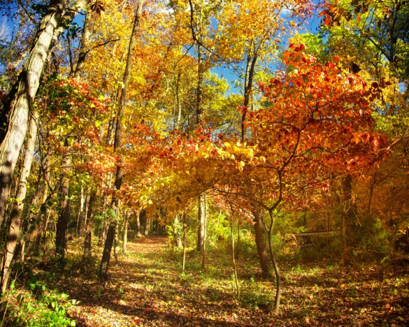 Burrell Woods Park & Campground