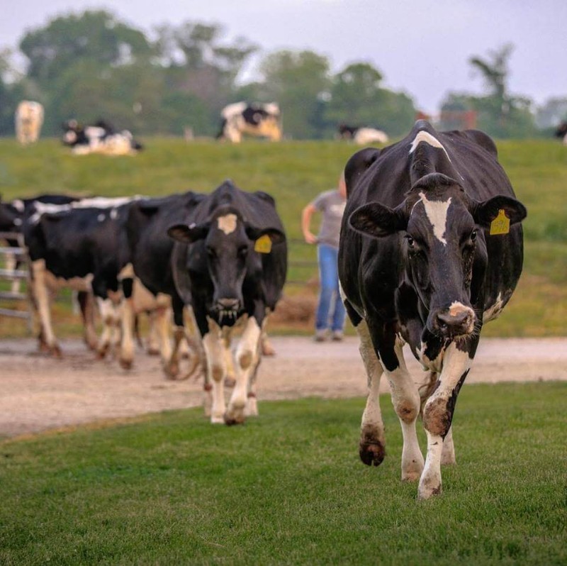 Rolling Lawn Farm's 