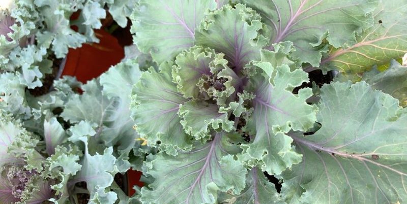 Green Acres Nursery