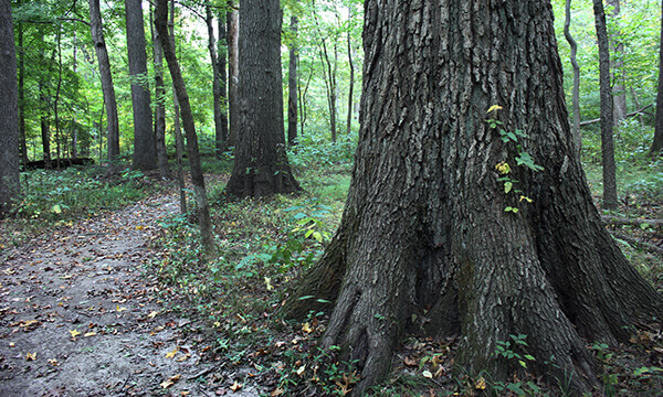 Beall Woods State Park