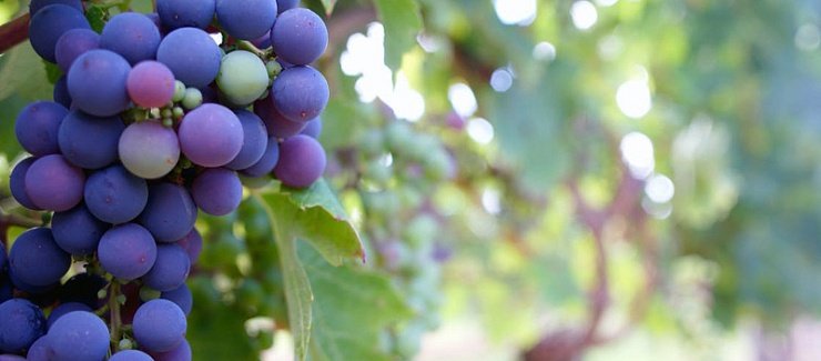 Carlyle Lake Wine Trail